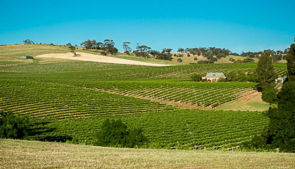 Angaston Vineyards Motel Dış mekan fotoğraf