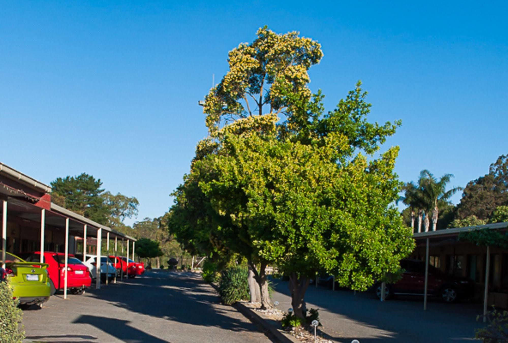 Angaston Vineyards Motel Dış mekan fotoğraf