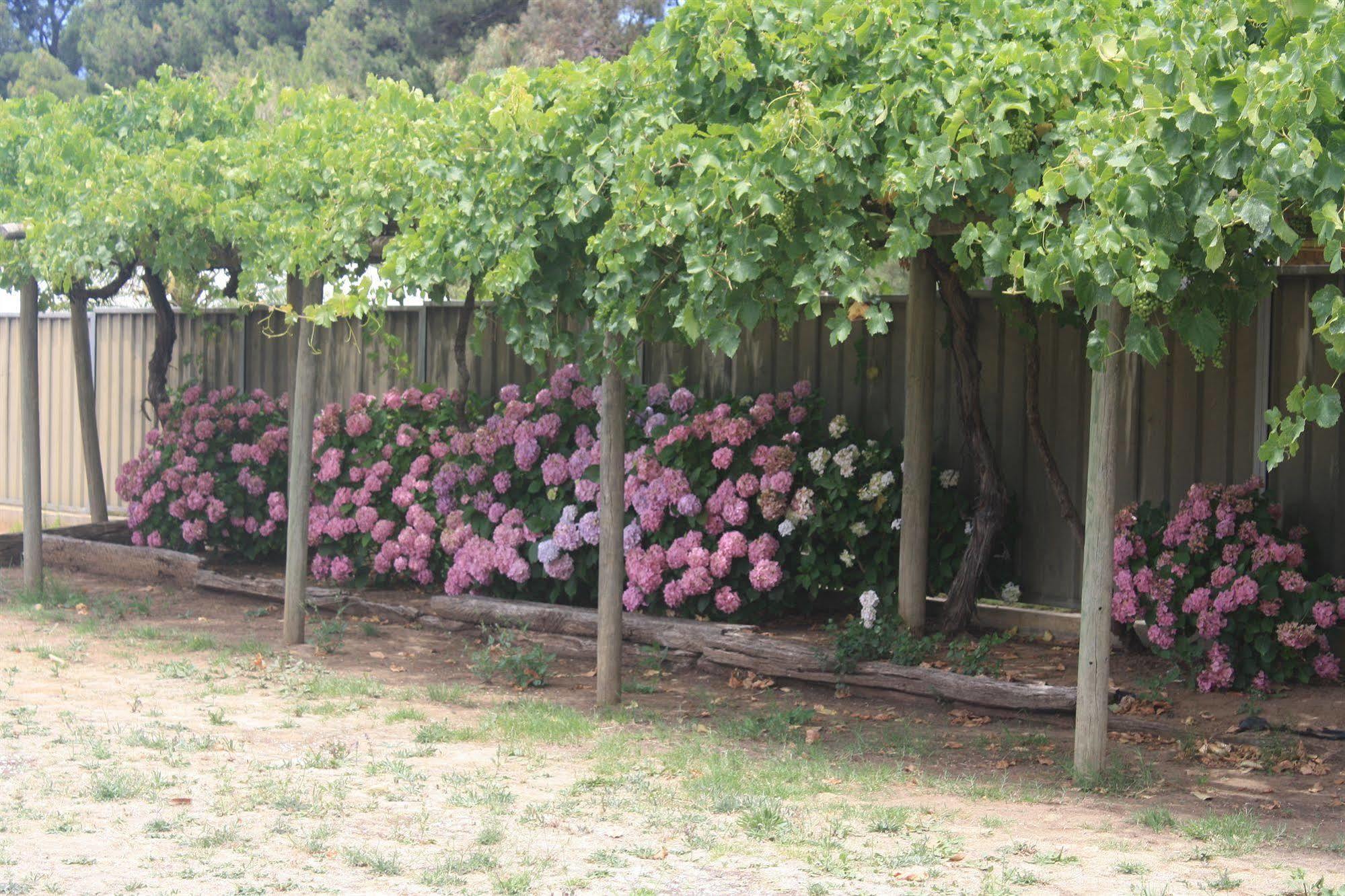 Angaston Vineyards Motel Dış mekan fotoğraf